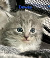 Dewey