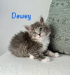 Dewey