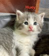 Huey