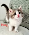 adoptable Cat in  named Huey