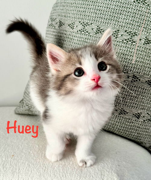 Huey