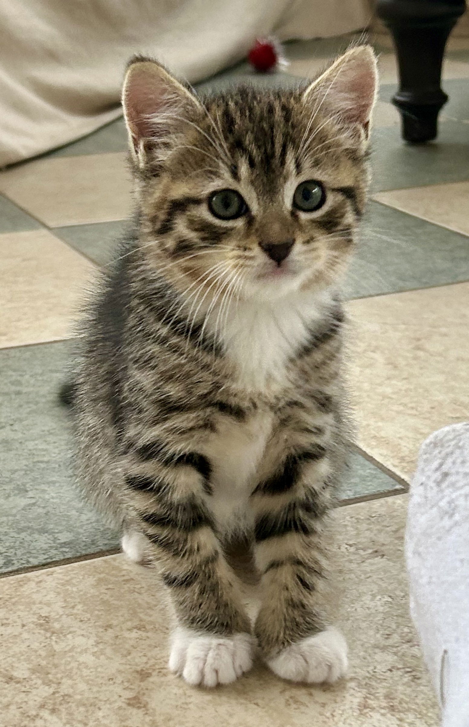 Cat adoption in Centreville, VA 20122: Domestic Short Hair Cat 