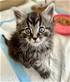 adoptable Cat in centreville, VA named Henry