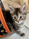 adoptable Cat in centreville, VA named Darla