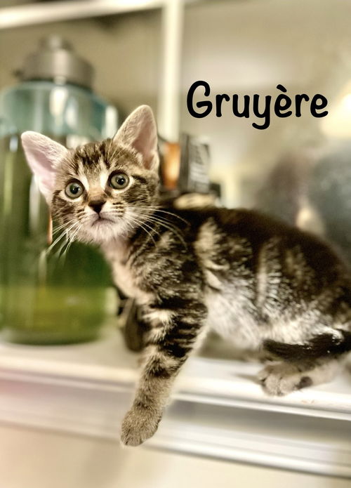 Gruyere