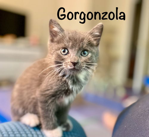Gorgonzola