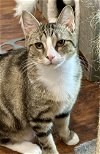 adoptable Cat in centreville, VA named Mabel
