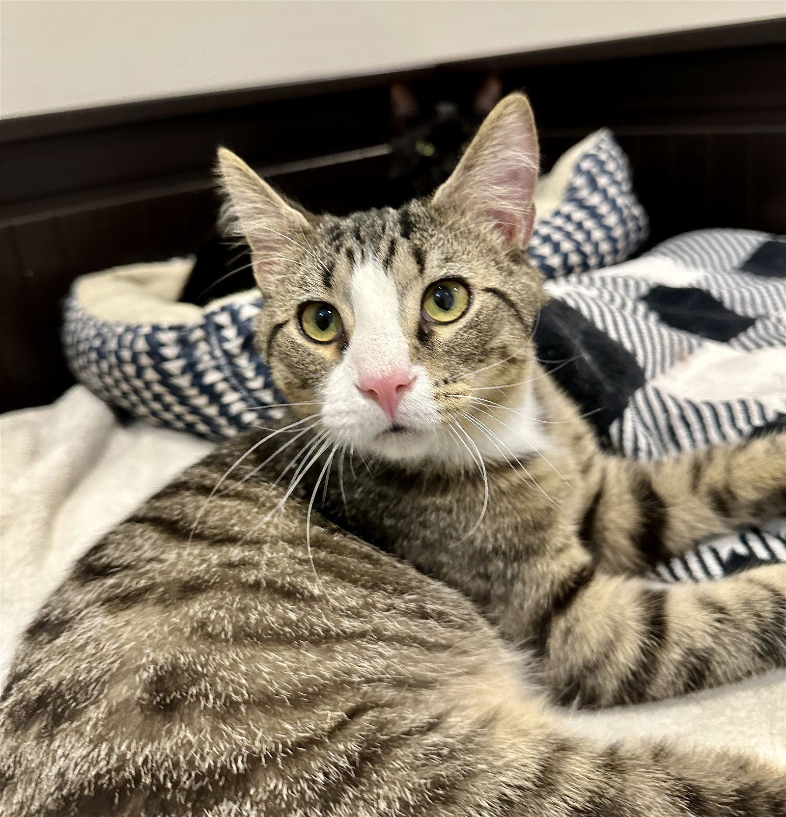 adoptable Cat in Centreville, VA named Oliver