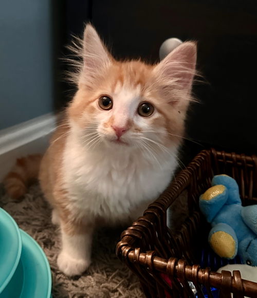 Cheeto