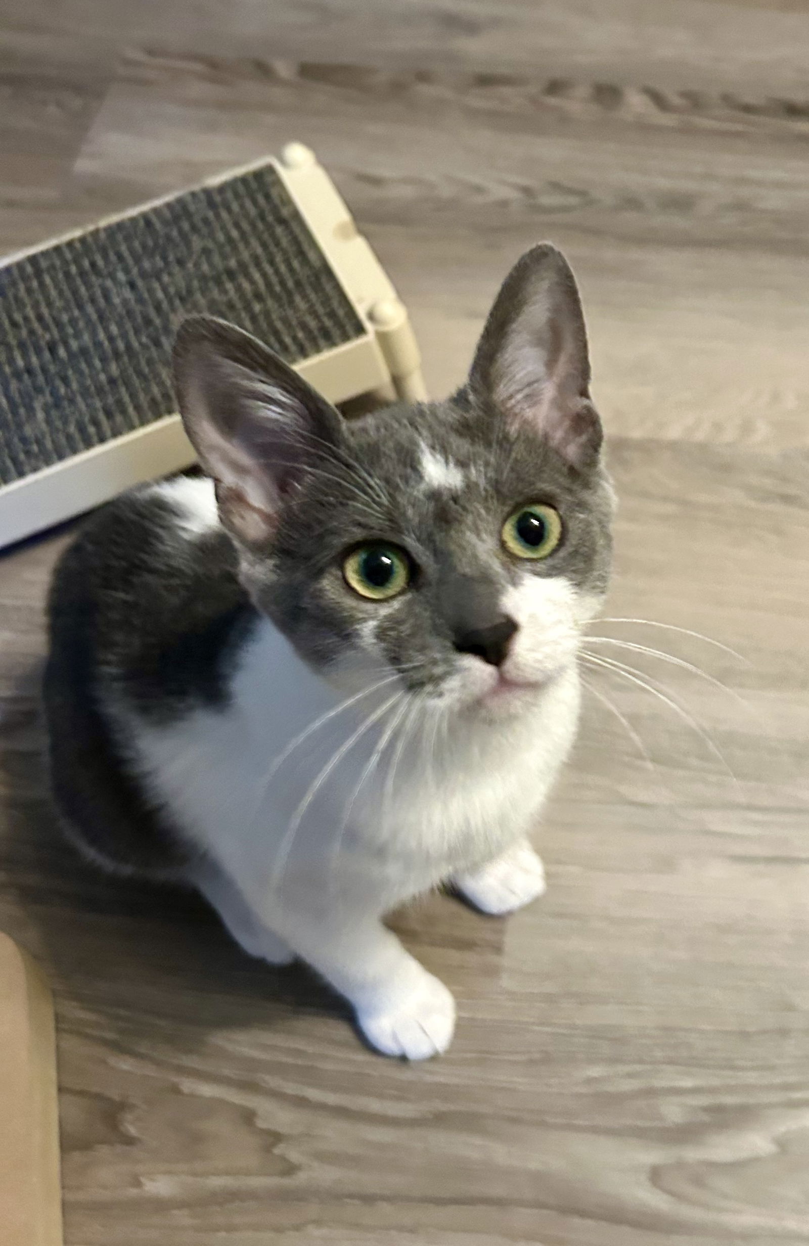 adoptable Cat in Centreville, VA named Pearl