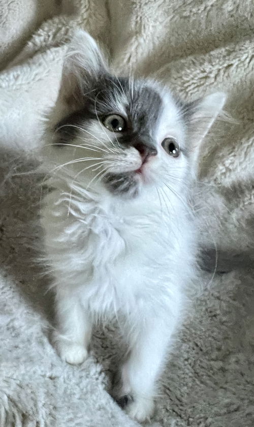 Bella