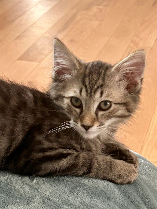 Gizmo