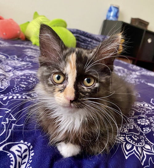 Miss Pepper