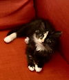 Miss Pepper
