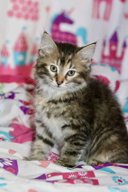 Piper