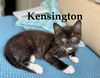 Kensington