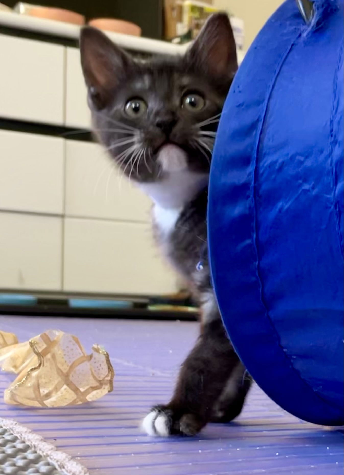 adoptable Cat in Centreville, VA named Holyrood