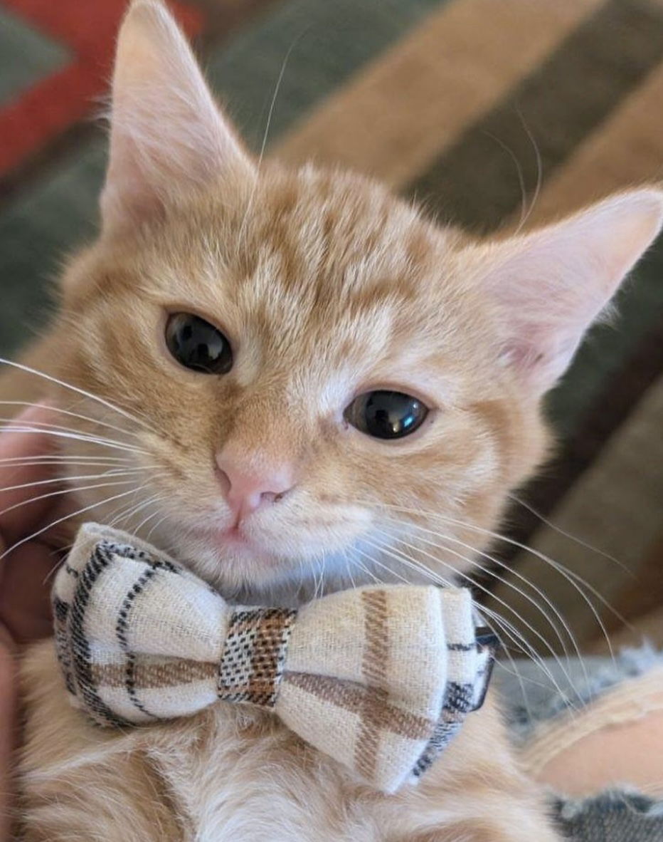 adoptable Cat in Centreville, VA named Skipper