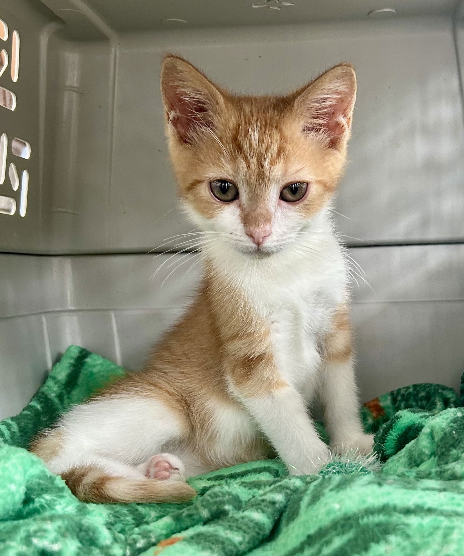 adoptable Cat in Centreville, VA named Simba