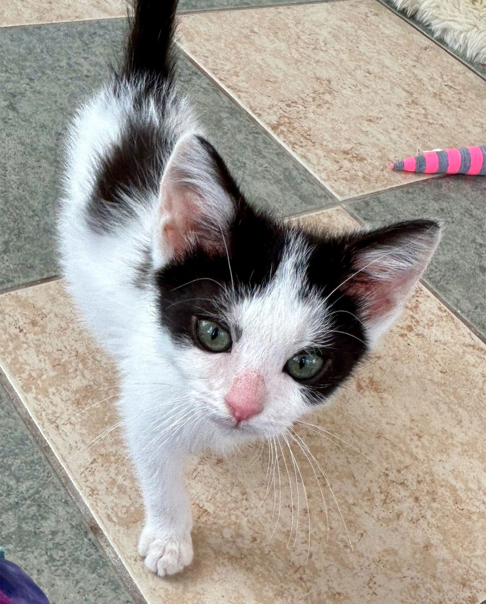 adoptable Cat in Centreville, VA named Sushi