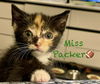 Miss Packer