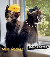 Miss Packer