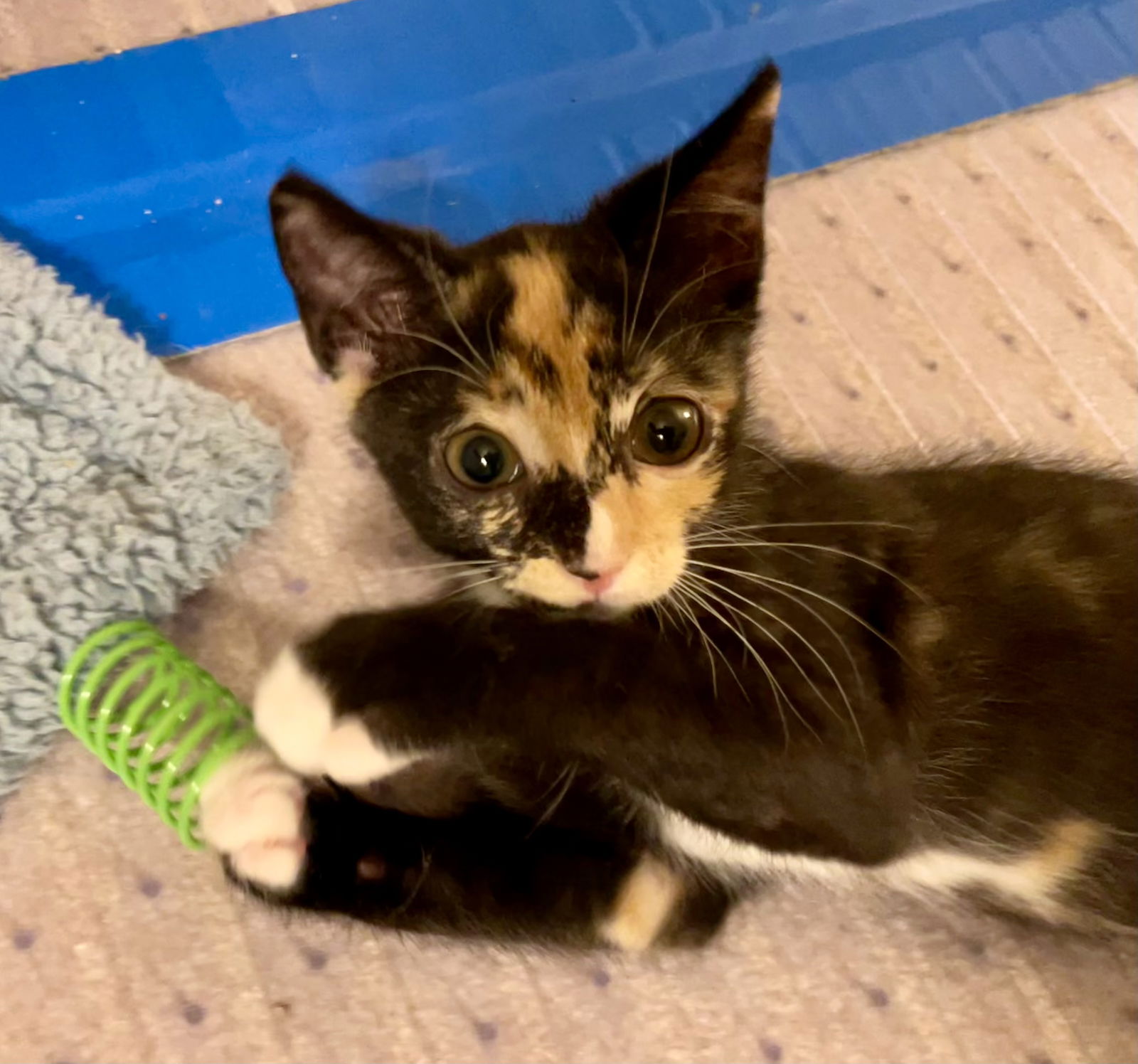 adoptable Cat in Centreville, VA named Miss Packer