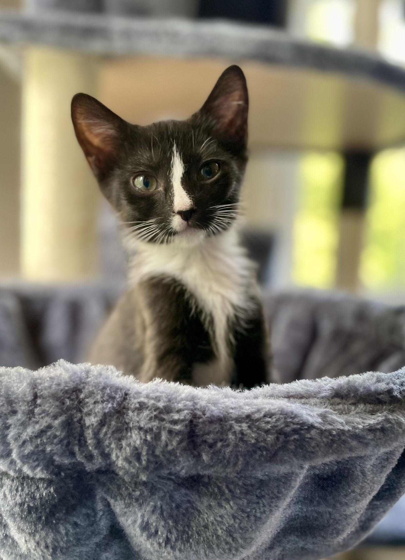 adoptable Cat in Centreville, VA named Raiderette