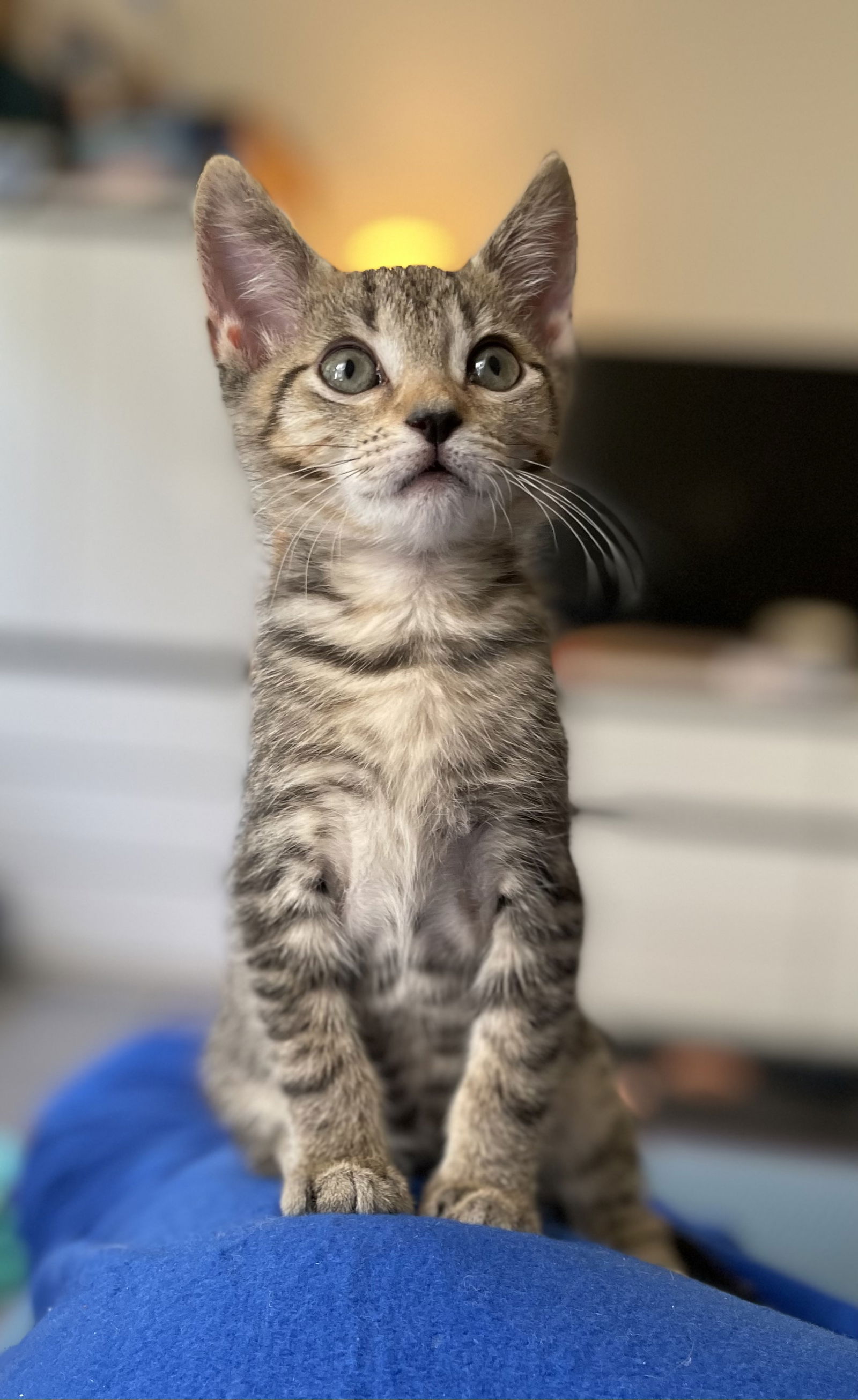 adoptable Cat in Centreville, VA named Jet Girl