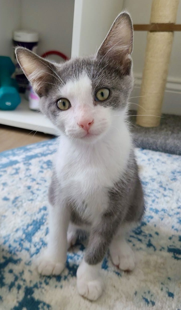 adoptable Cat in Centreville, VA named Hermes