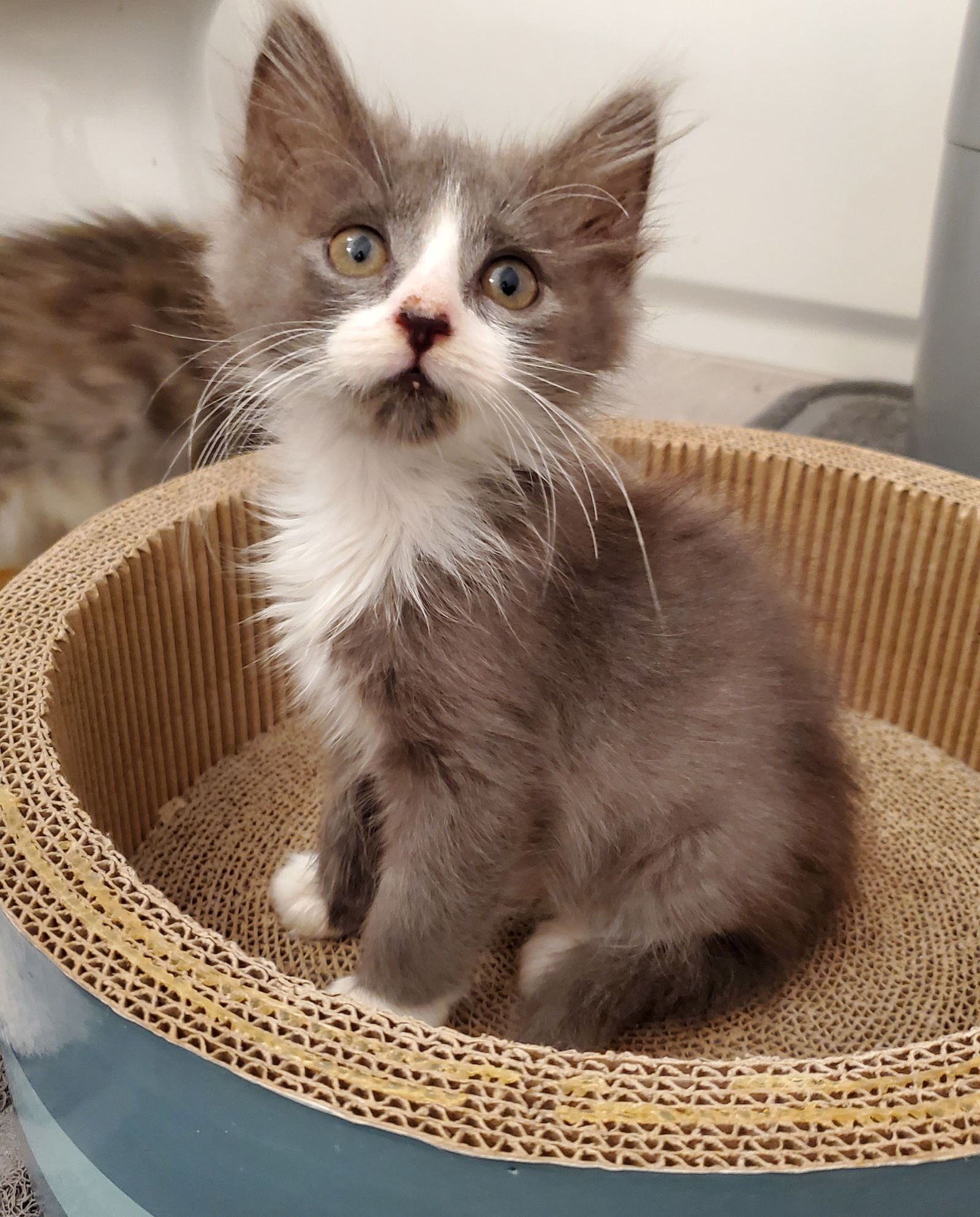 adoptable Cat in Centreville, VA named Cider