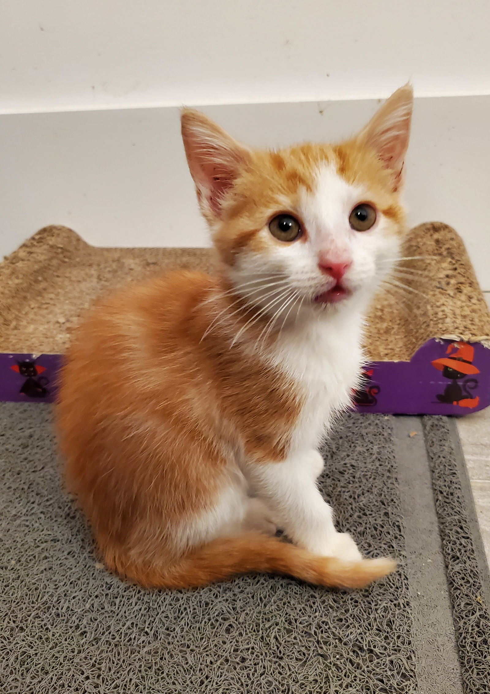 adoptable Cat in Centreville, VA named Butternut