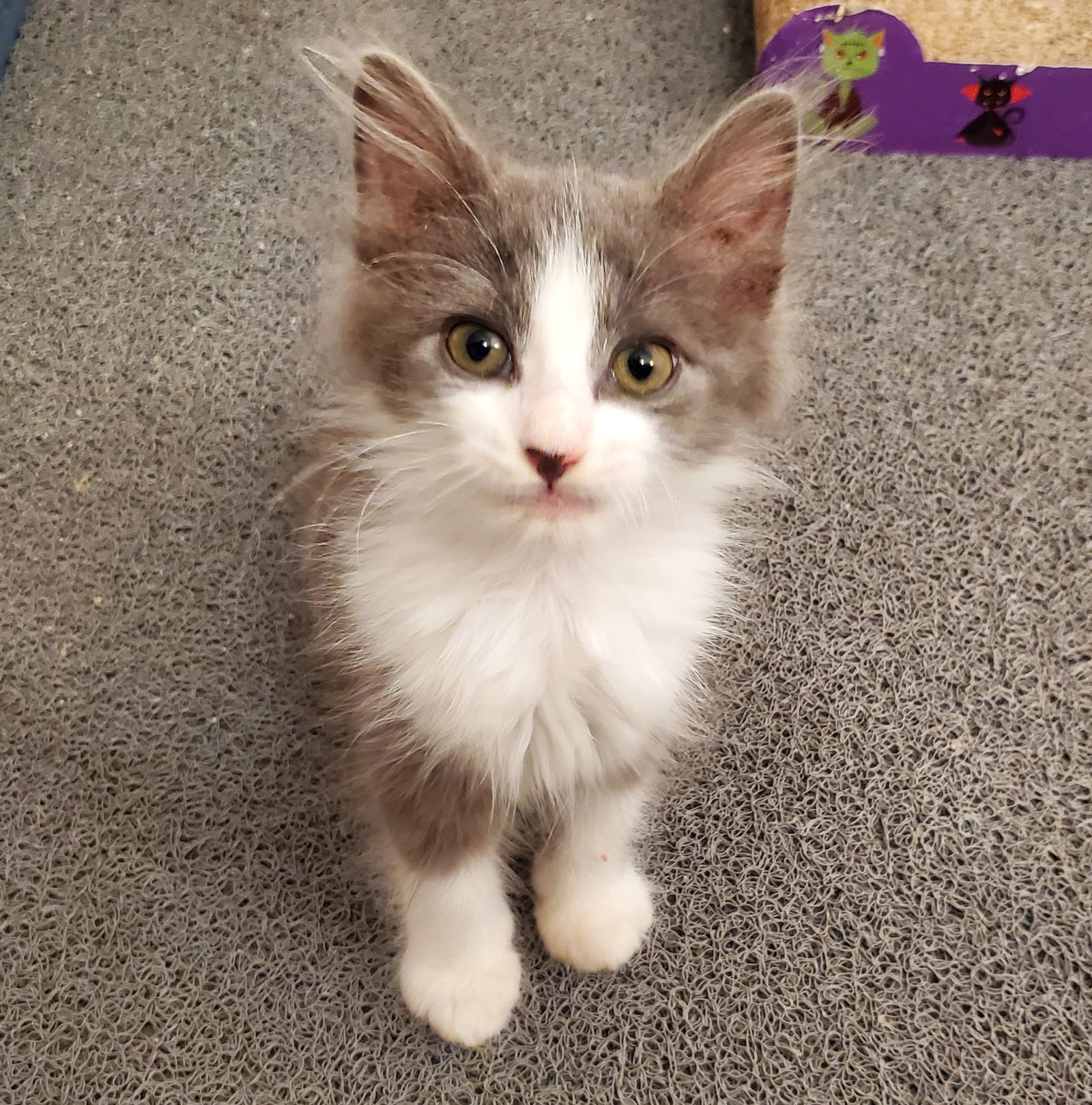 adoptable Cat in Centreville, VA named Dusk