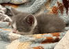 Dumpling