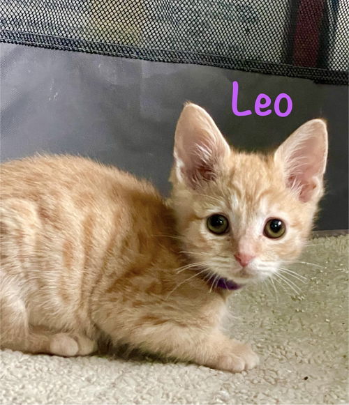 Leo