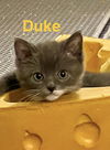 Duke