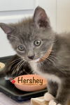 Hershey