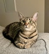 Fiona
