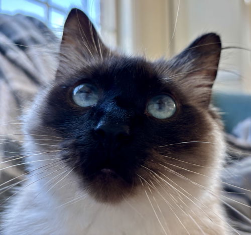 Mimi