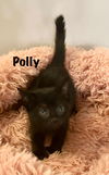 Polly (Polydactyly)