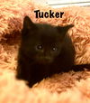 Tucker