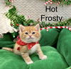 Hot Frosty