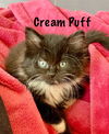 Cream Puff