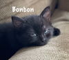 Bonbon