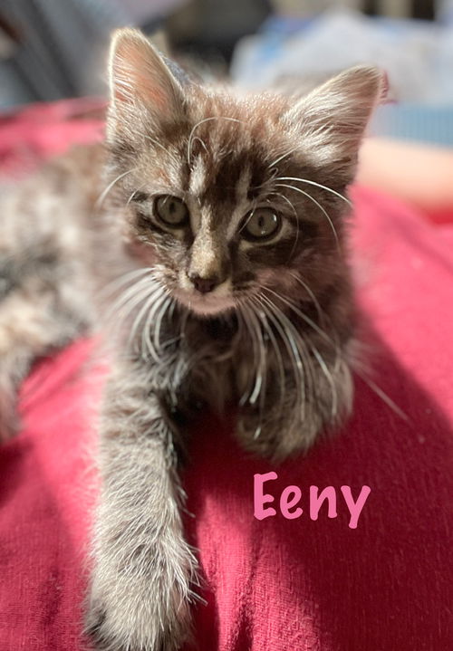 Eeny