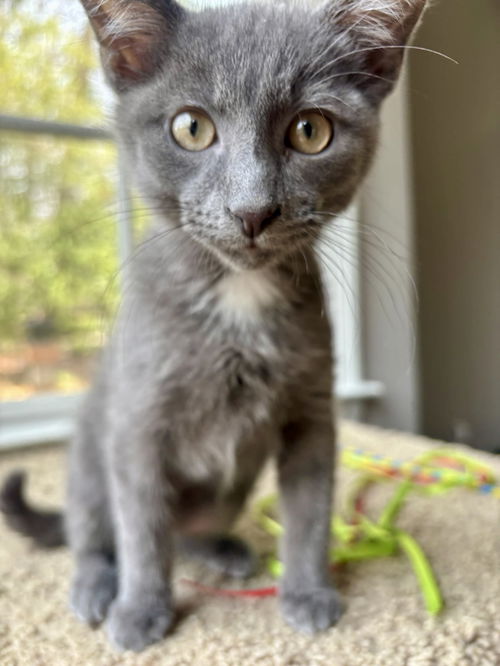 Gilbert