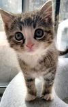Alvin