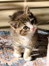 Alvin