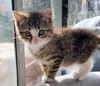 Alvin