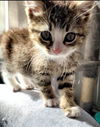Alvin